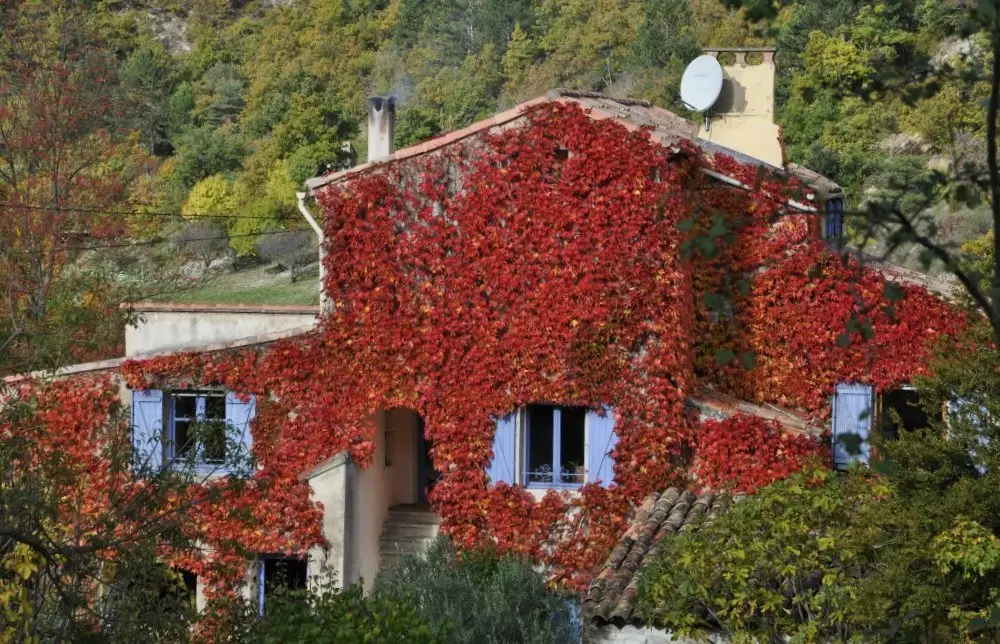 La Danse des Papillons