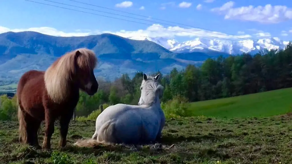 Le paradis sur terre au domaine des Sarraillès…