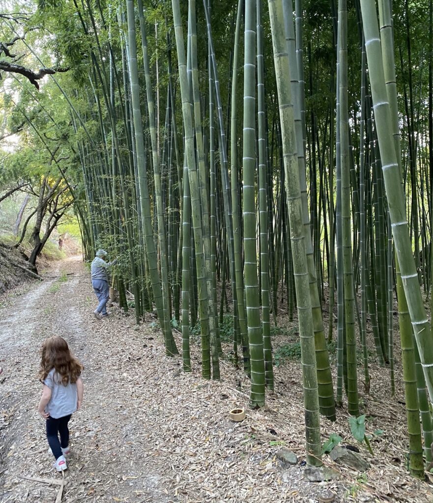 Bambu Parque: retreat venue in Portugal