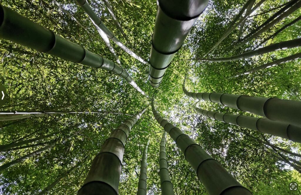 Bambu Parque: retreat venue in Portugal