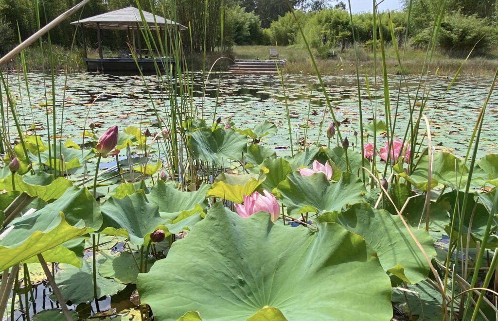Bambu Parque: retreat venue in Portugal