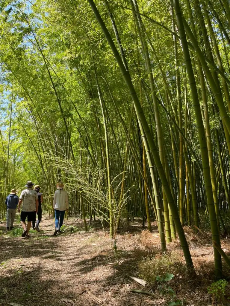 Bambu Parque: retreat venue in Portugal