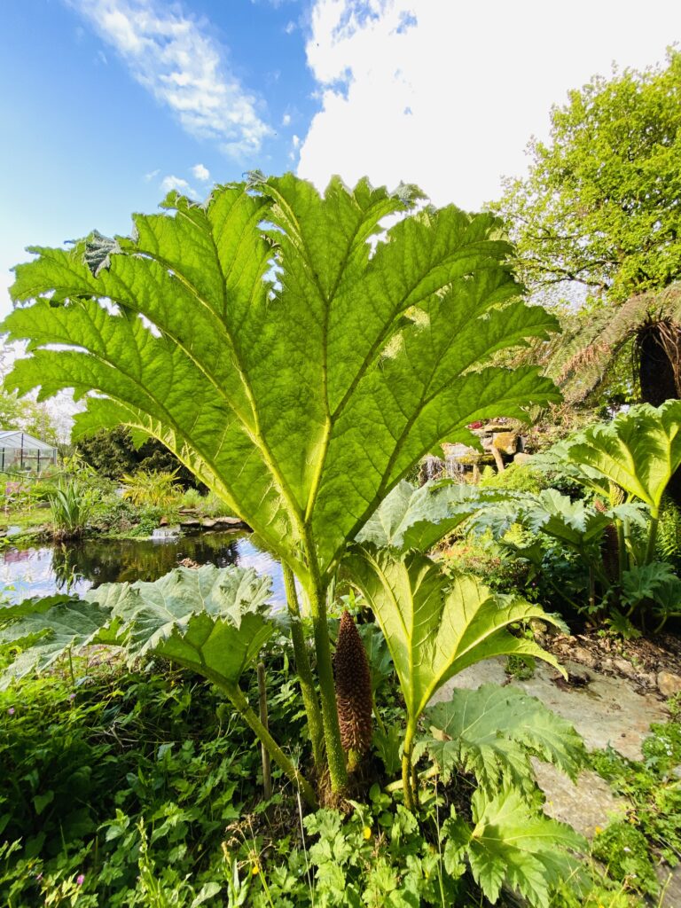 Le Jardin Zen du Quistillic in the heart of Brittany: Feng Shui training, spiritual retreats, team building, hire and exclusive use, a SACRED PLACE