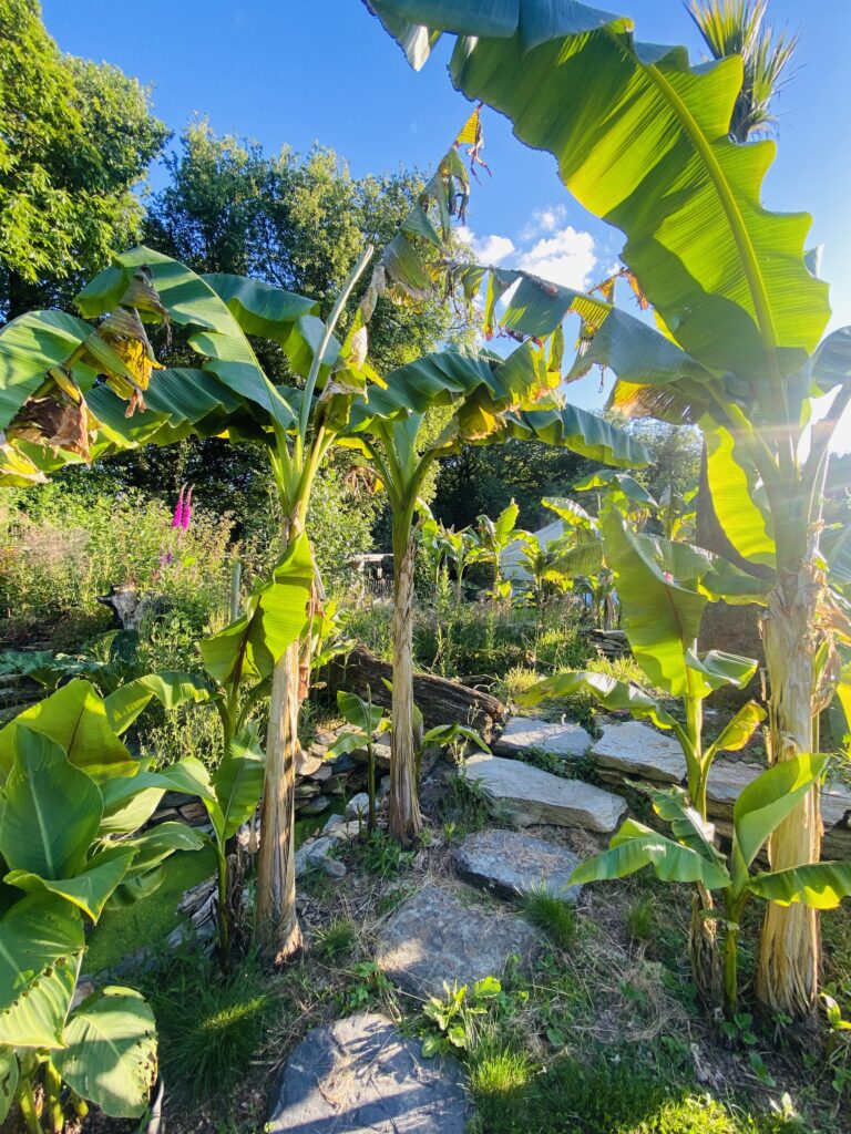 Le Jardin Zen du Quistillic in the heart of Brittany: Feng Shui training, spiritual retreats, team building, hire and exclusive use, a SACRED PLACE