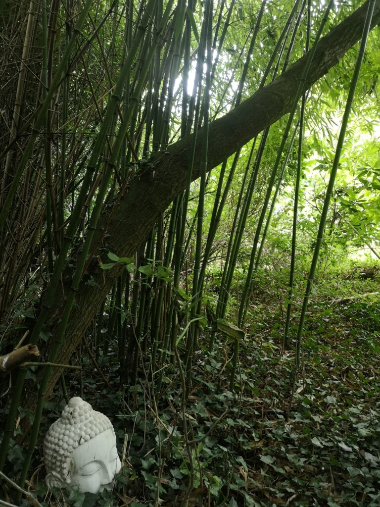 L’Arbre qui Danse la Pluie in Manche, Normandy